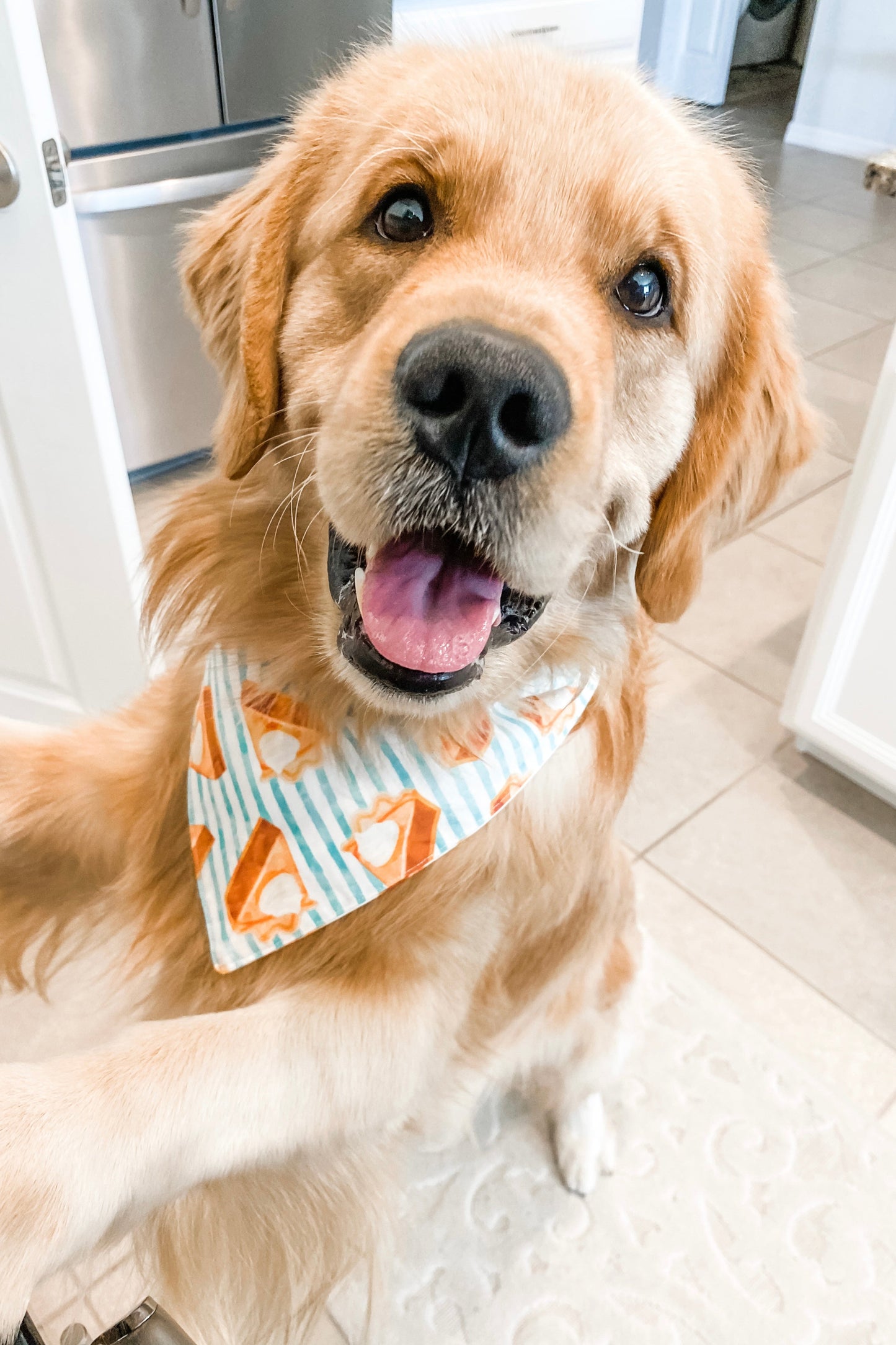 Pumpkin Pie Bandana