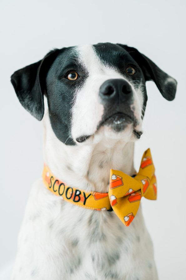 PumpkinCollar-9040