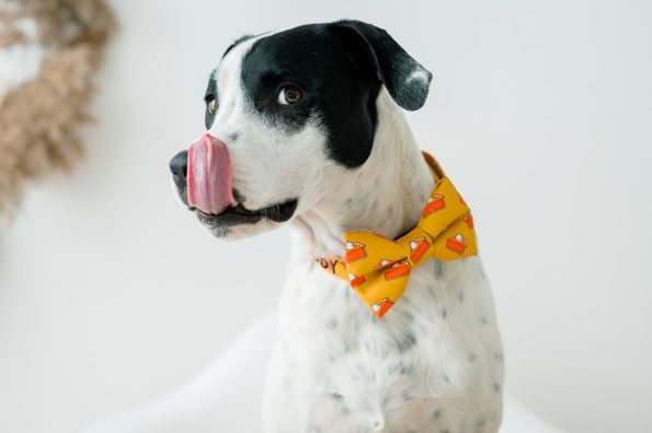 PumpkinCollar-9042