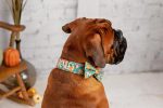 PhotoRoom_20221014_080533